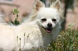 SPITZ ALLEMAND 516